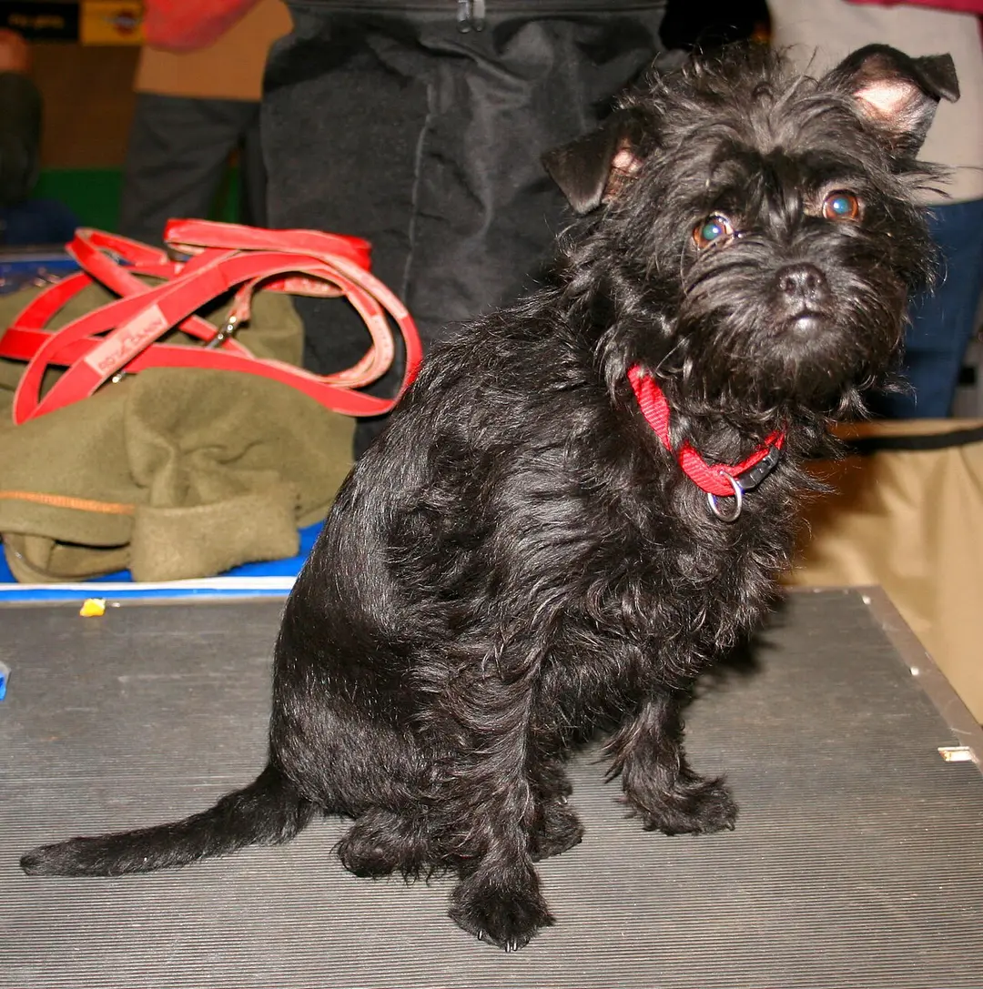 An Affenpinscher