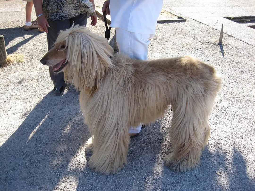 An Afghan Hound