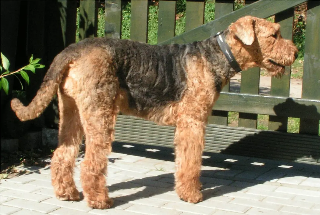 An Airedale Terrier