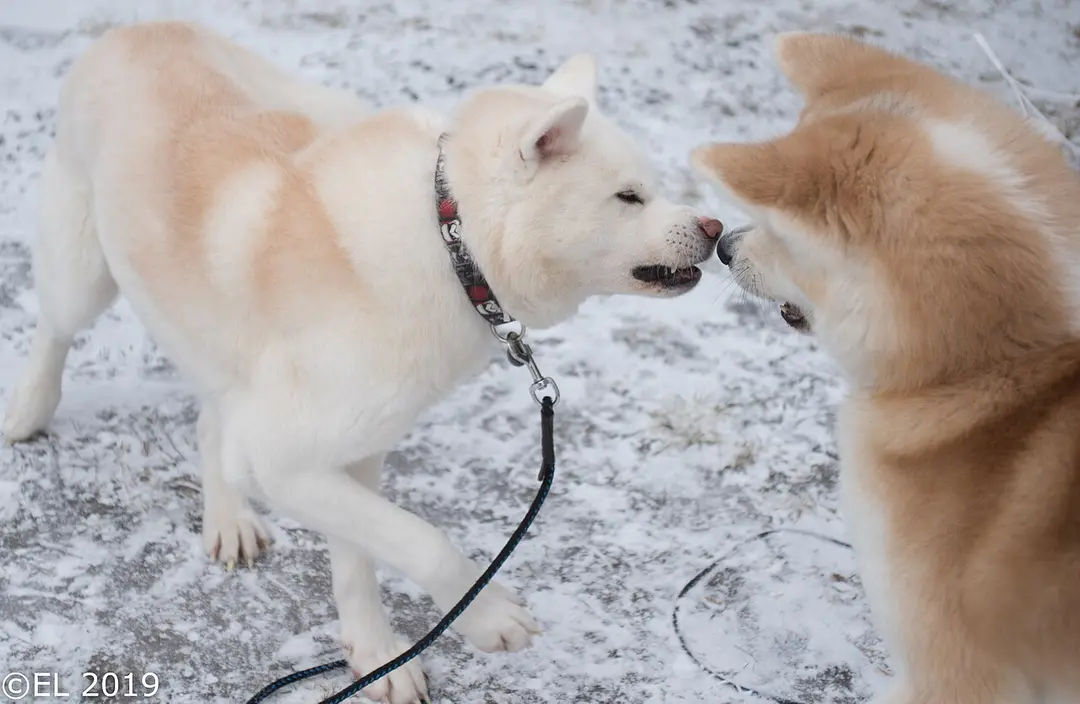 An Akita