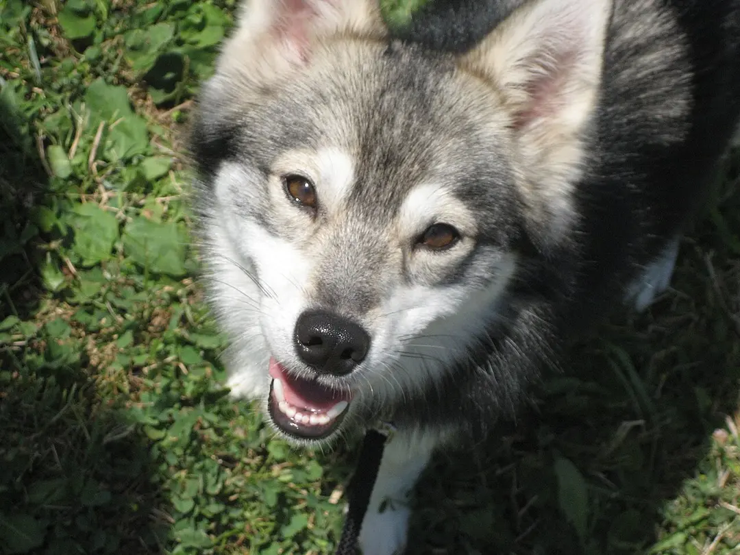An Alaskan Klee Kai