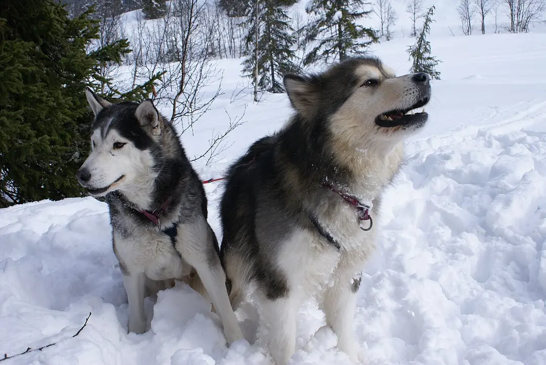 An Alaskan Malamute