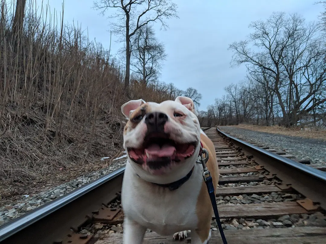 An American Bulldog