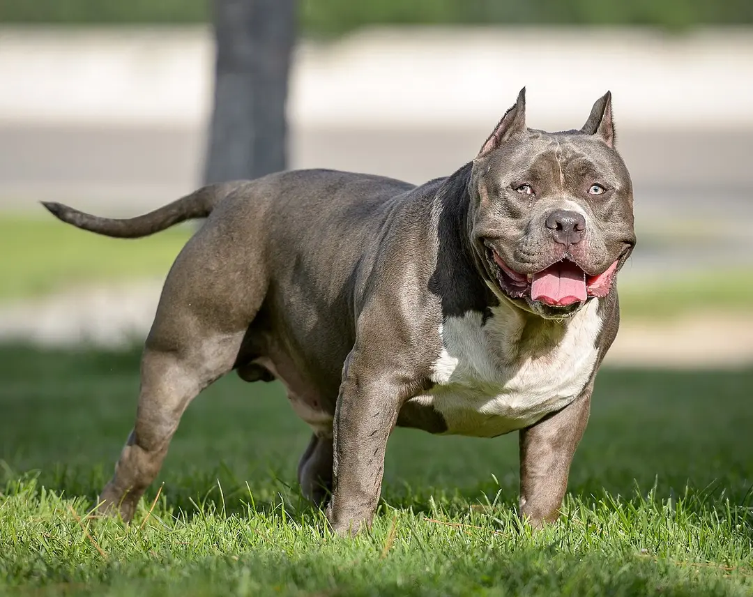 American Bully vs American Staffordshire Terrier · Kintail