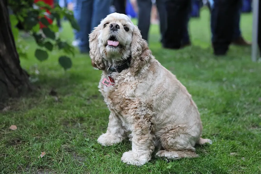An American Cocker Spaniel