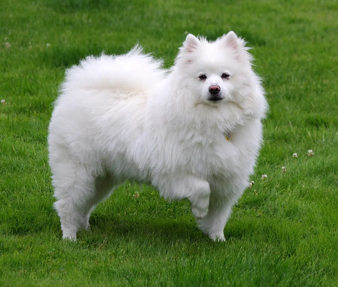 An American Eskimo Dog
