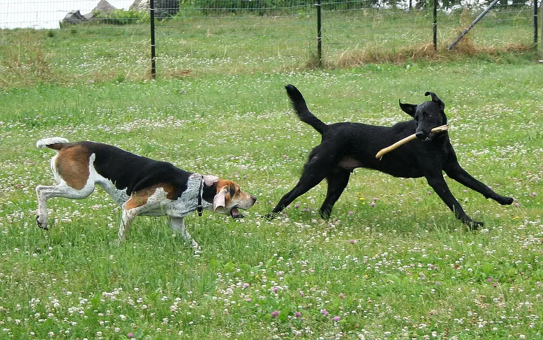 An American Foxhound