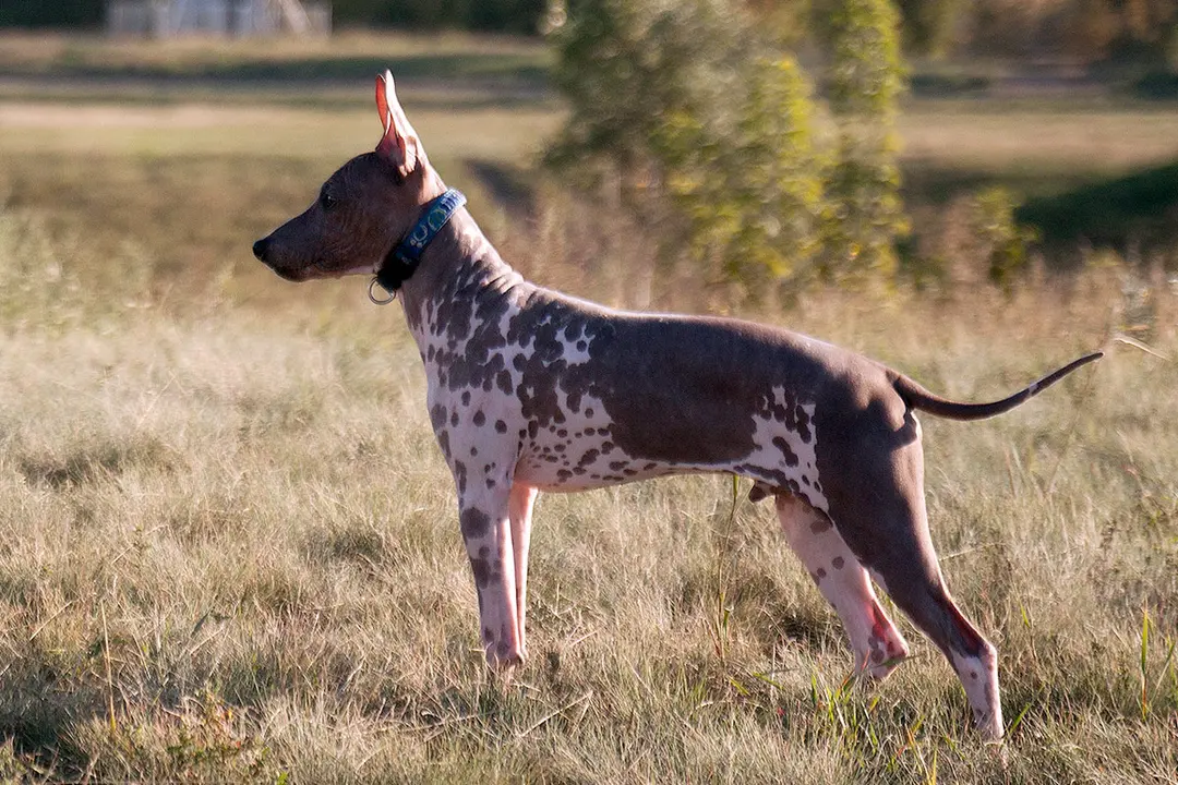 An American Hairless Terrier