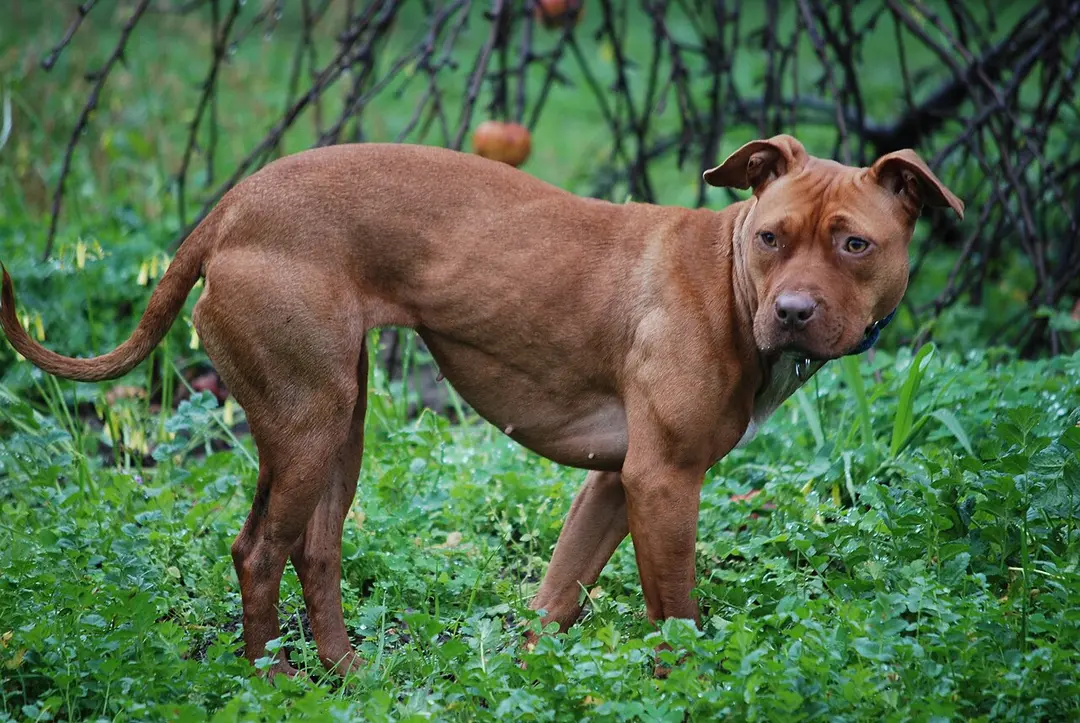 An American Pit Bull Terrier
