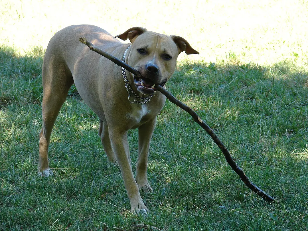 An American Staffordshire Terrier