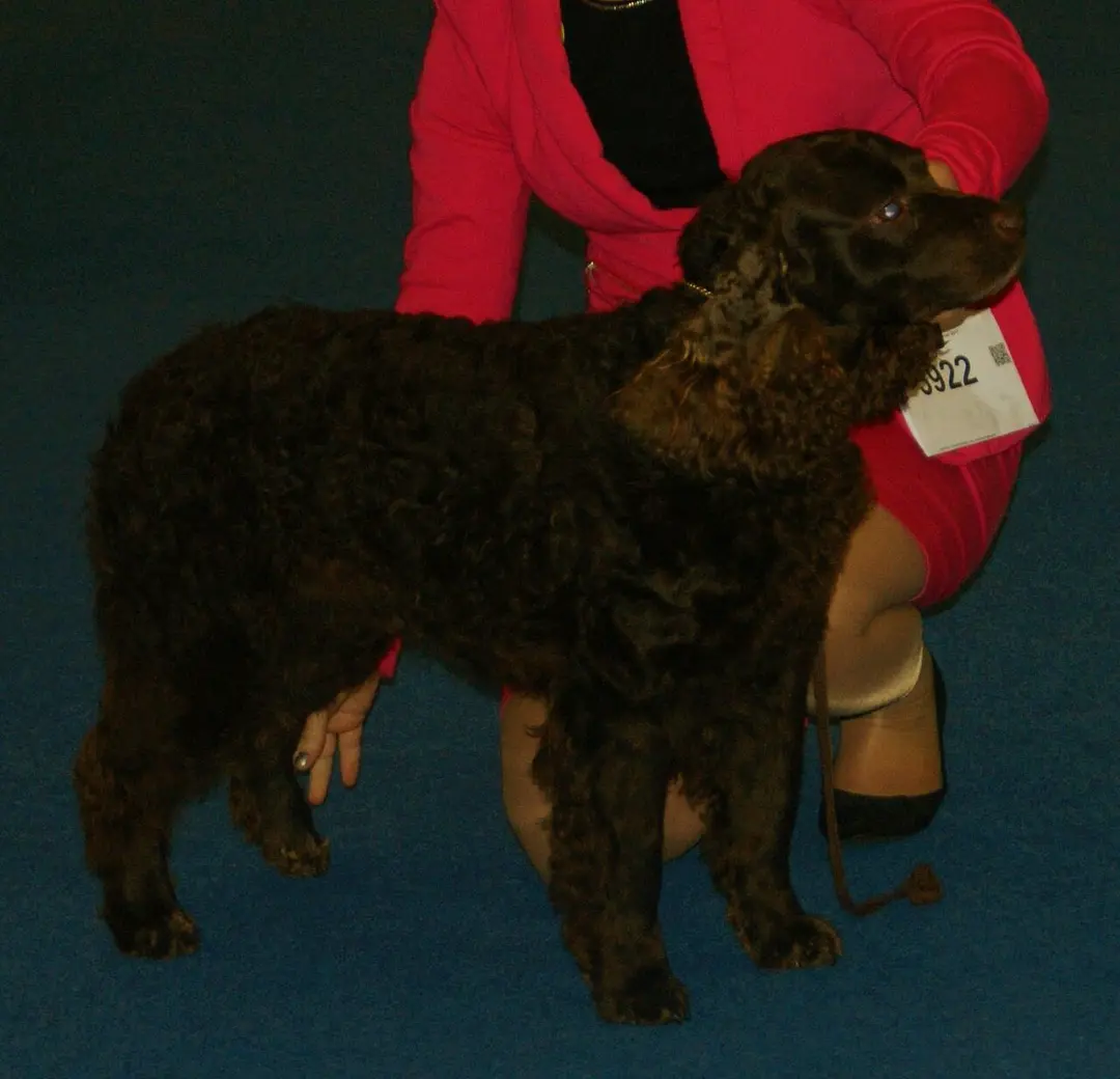 An American Water Spaniel
