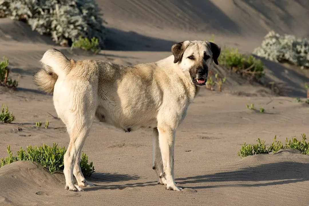 An Anatolian Shepherd Dog