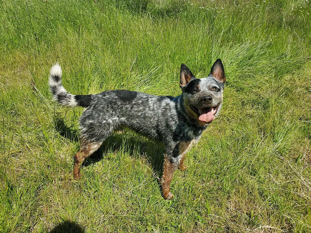 An Australian Cattle Dog