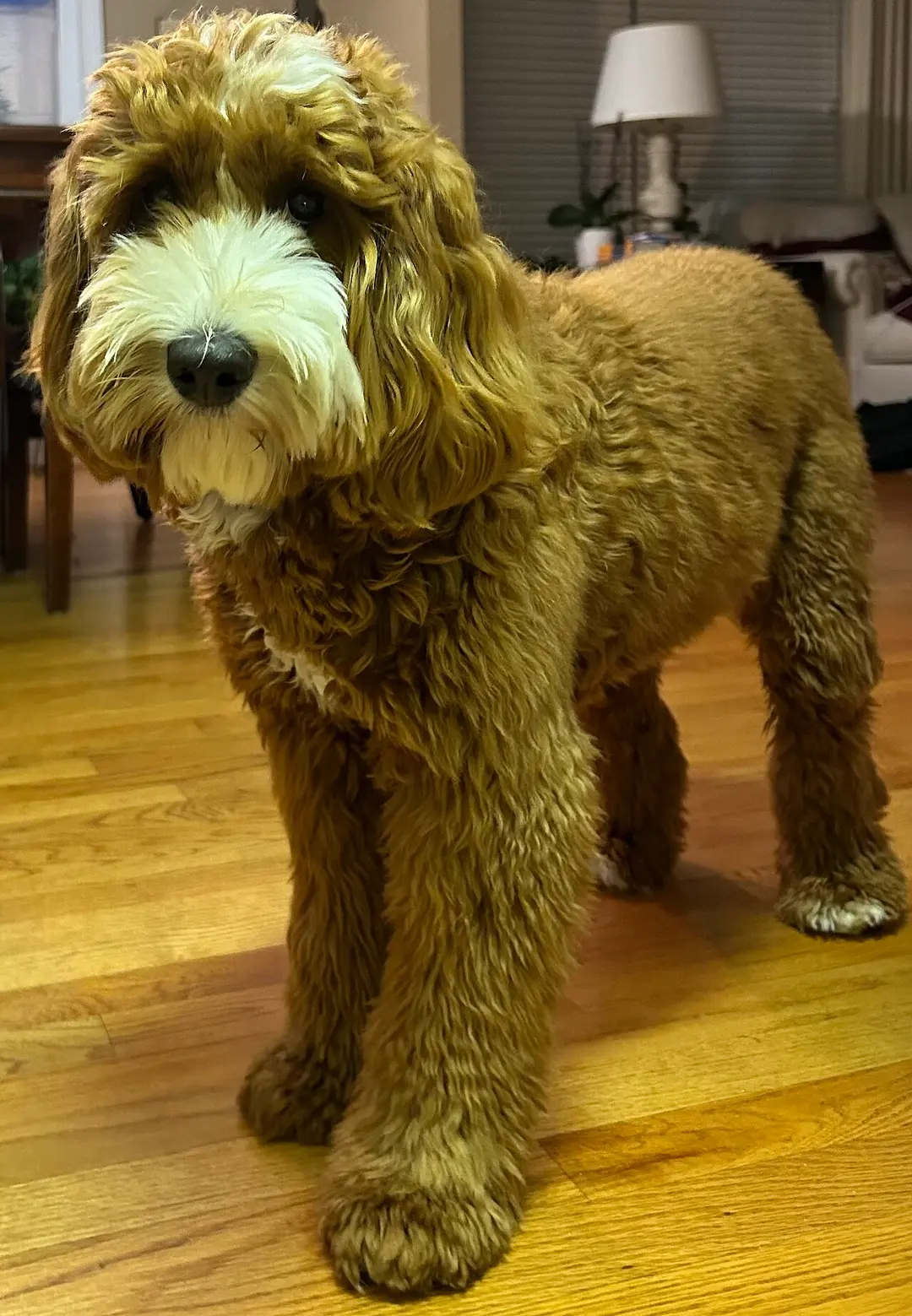 An Australian Cobberdog