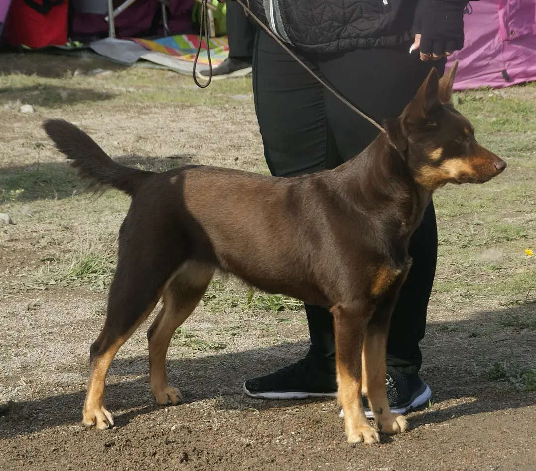 An Australian Kelpie
