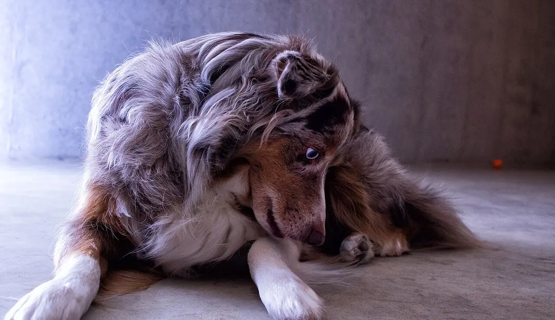 An Australian Shepherd