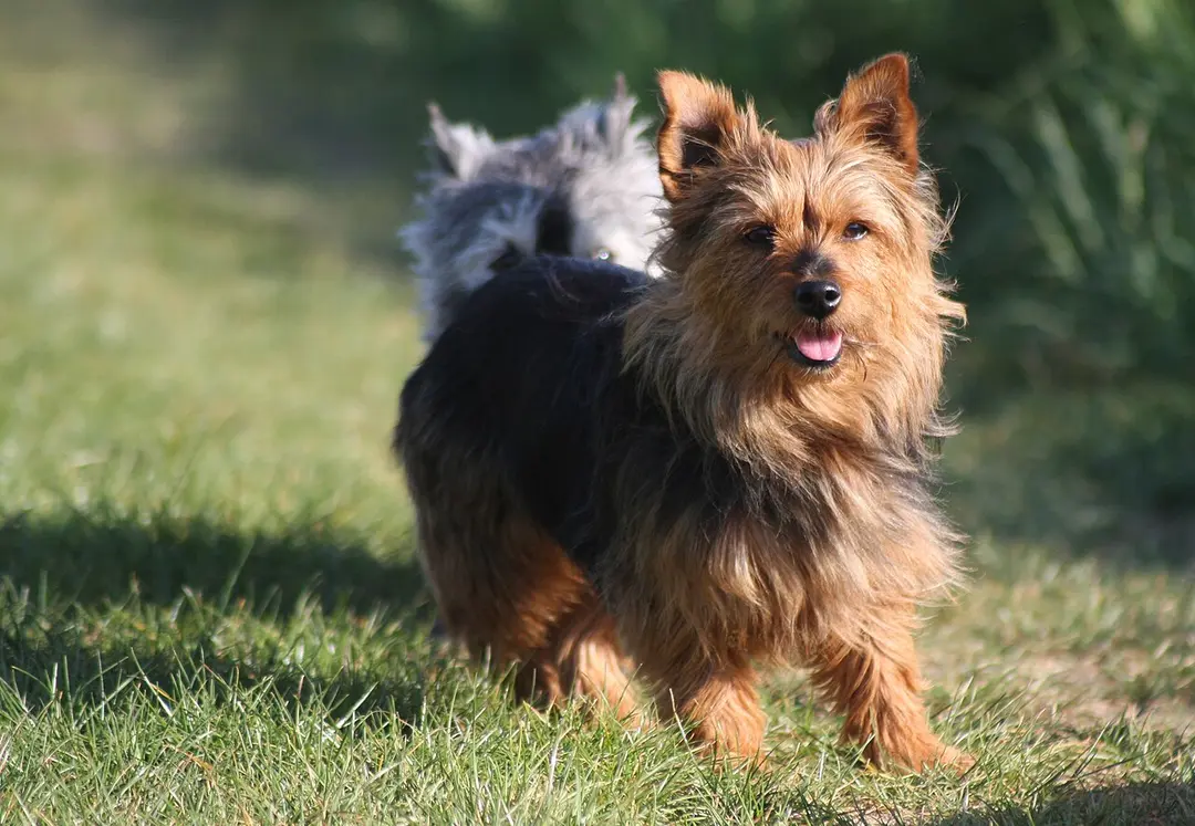 An Australian Terrier