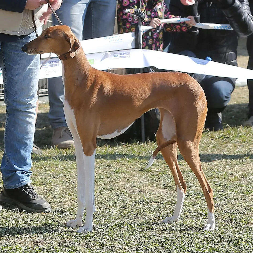 An Azawakh