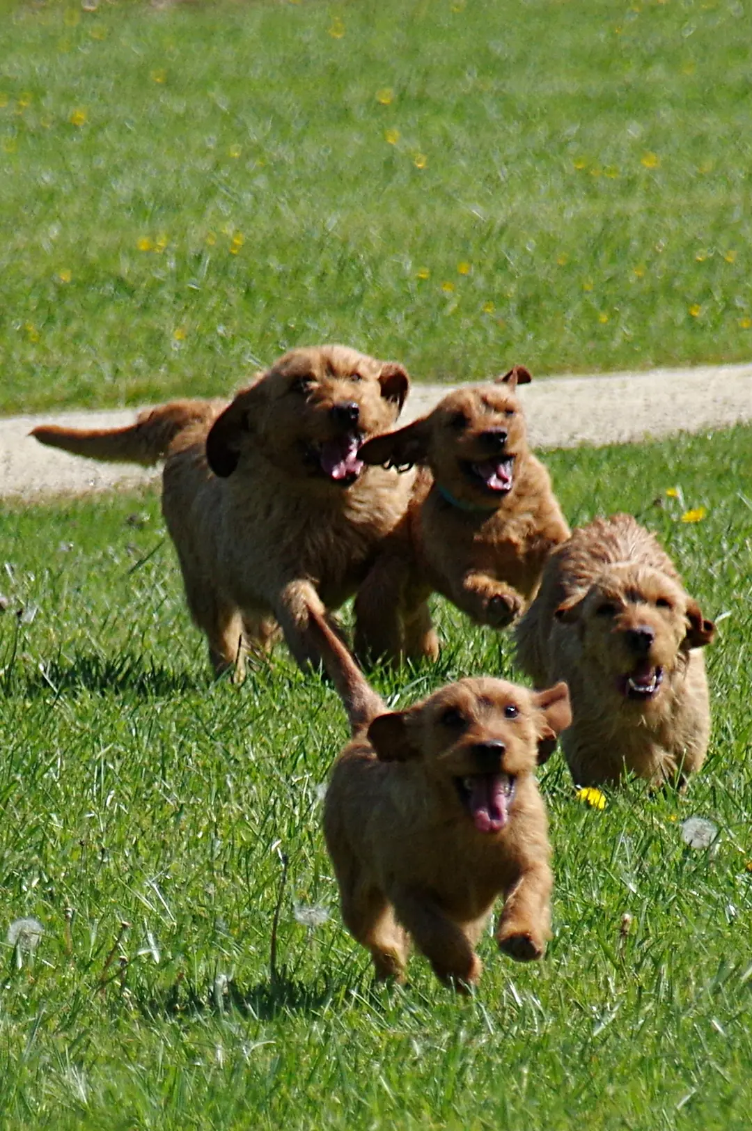 A Basset Fauve de Bretagne