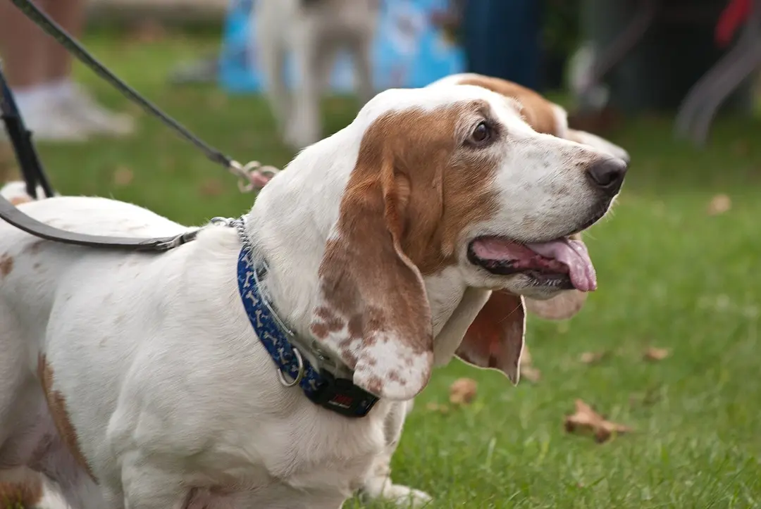 A Basset Hound