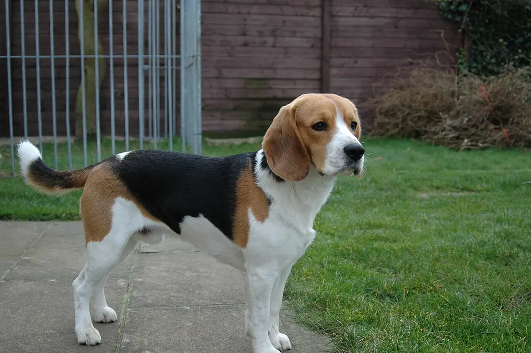 A Beagle