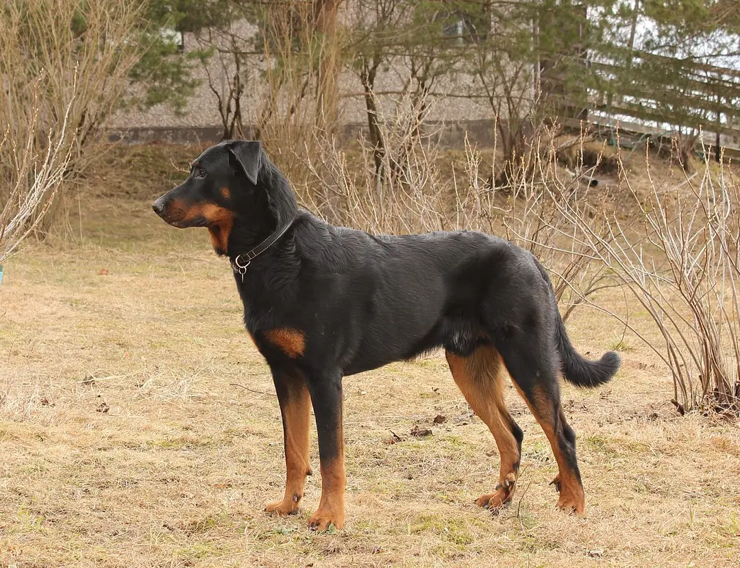 A Beauceron