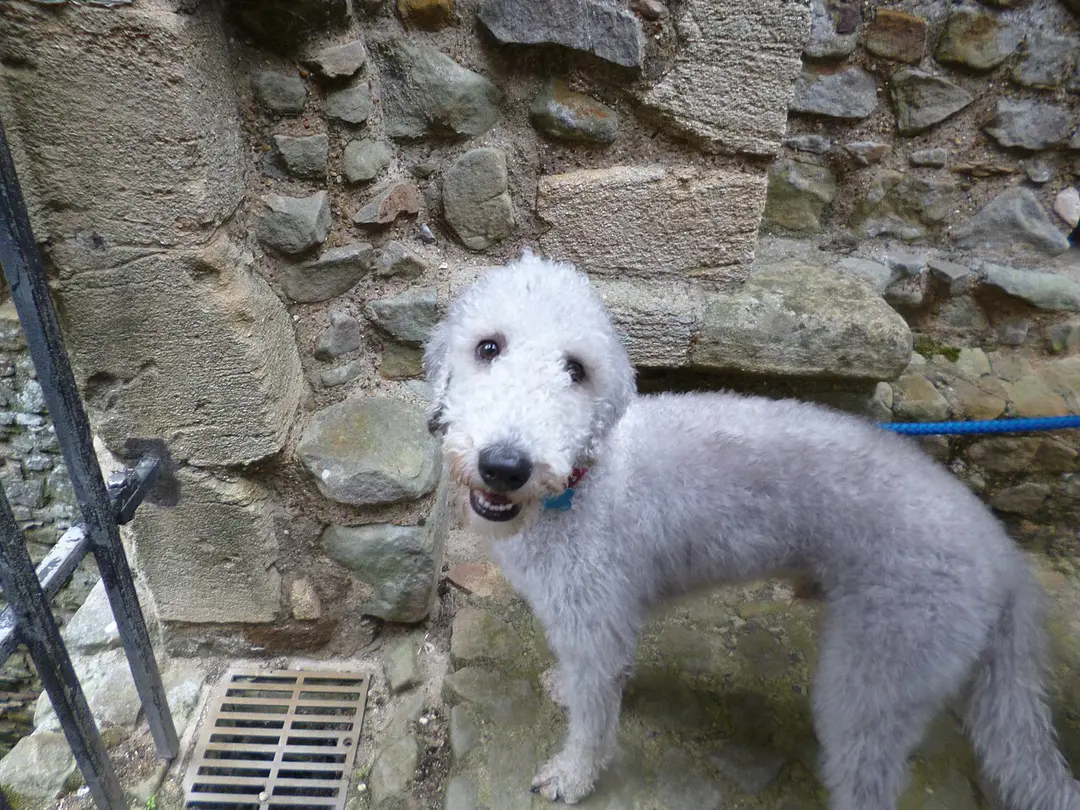 A Bedlington Terrier