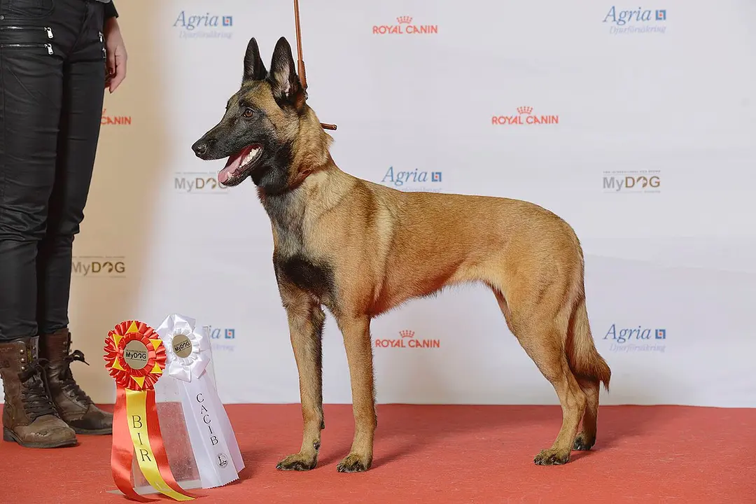 A Belgian Malinois