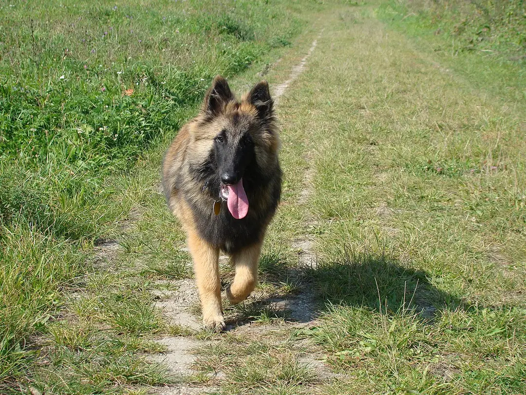 A Belgian Shepherd