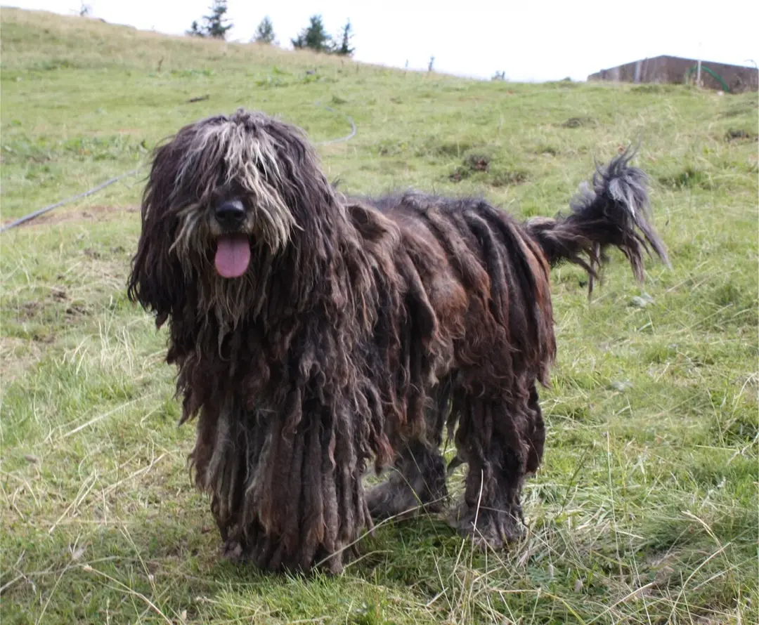 A Bergamasco Sheepdog