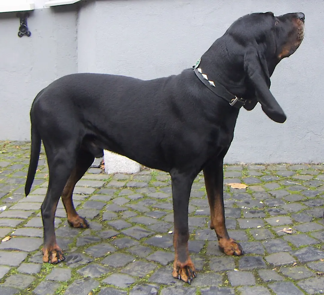 A Black and Tan Coonhound