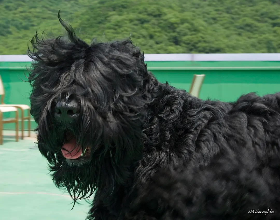 A Black Russian Terrier