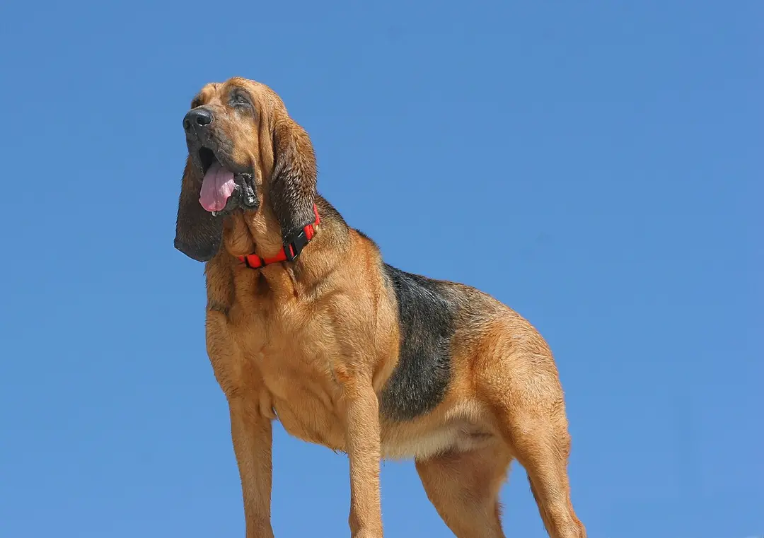 A Bloodhound