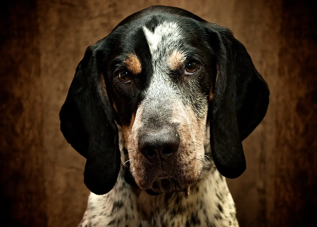 A Bluetick Coonhound
