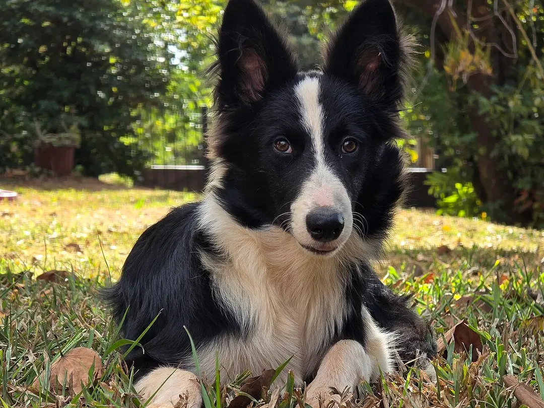 A Border Collie