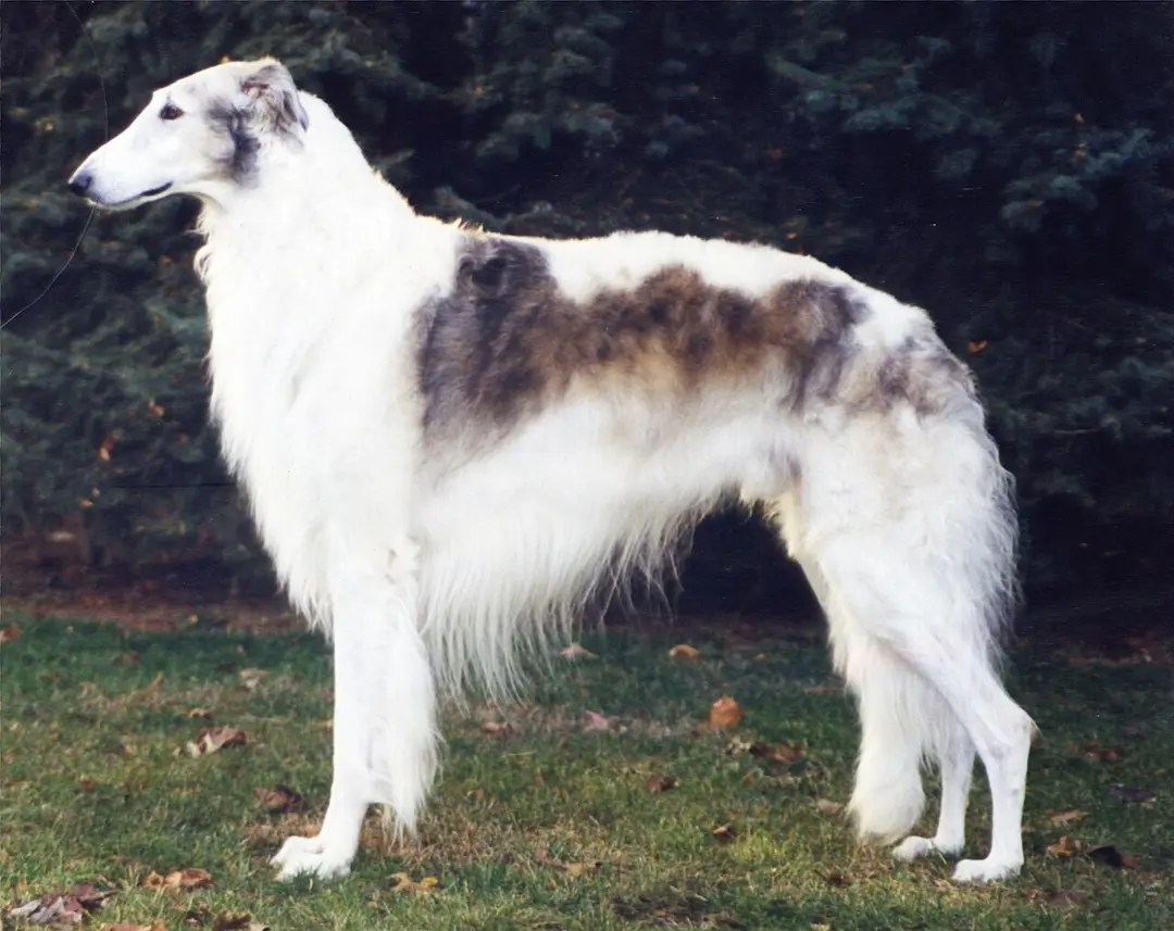 A Borzoi