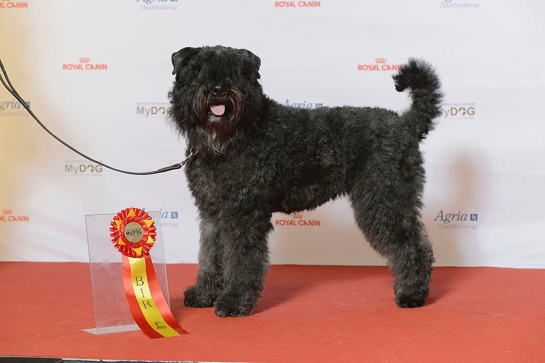 A Bouvier des Flandres