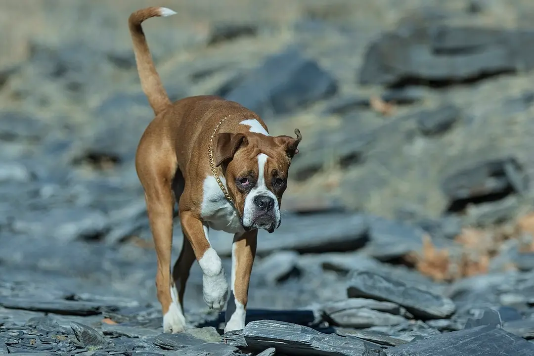 A Boxer