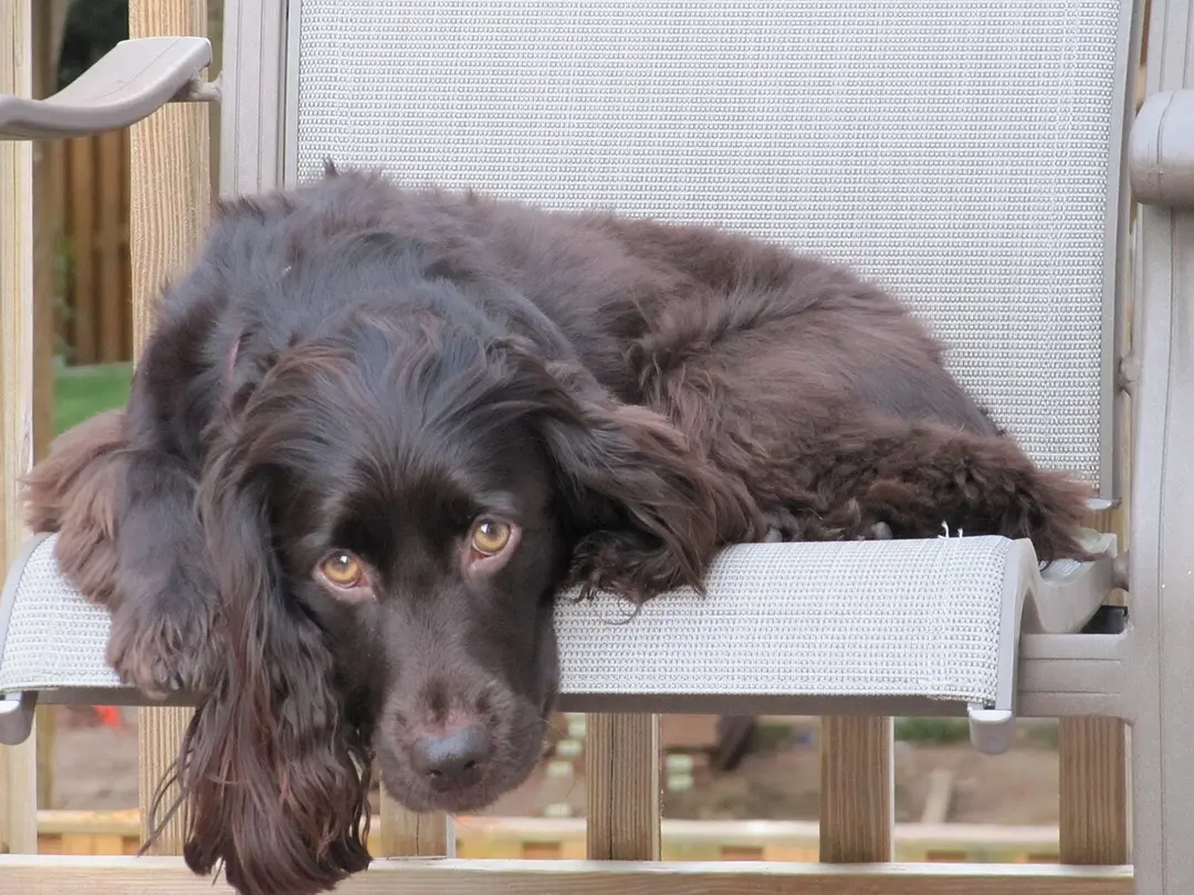 A Boykin Spaniel