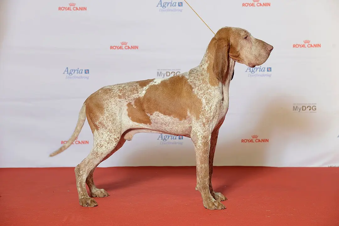A Bracco Italiano
