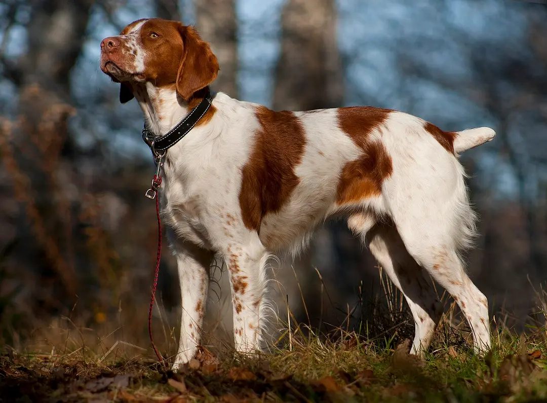 A Brittany