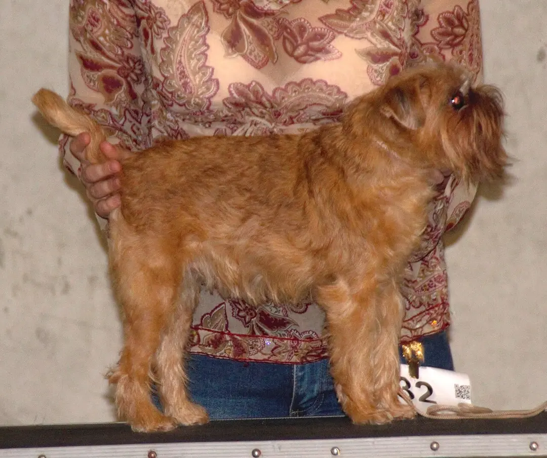 A Brussels Griffon