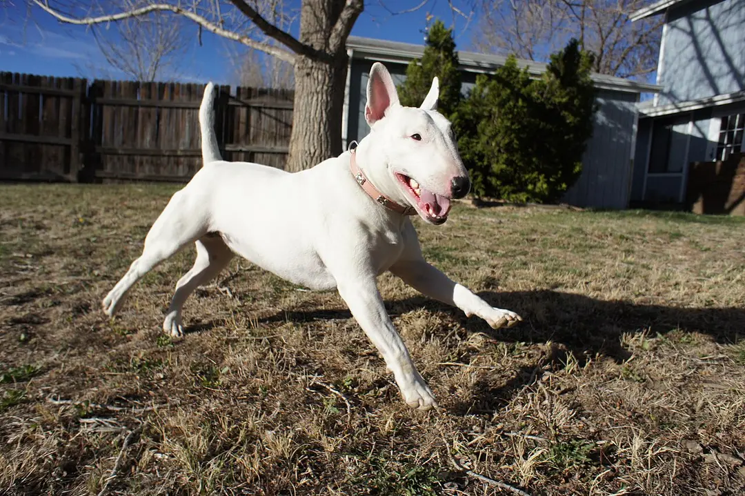 A Bull Terrier