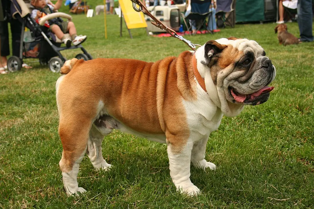 A Bulldog