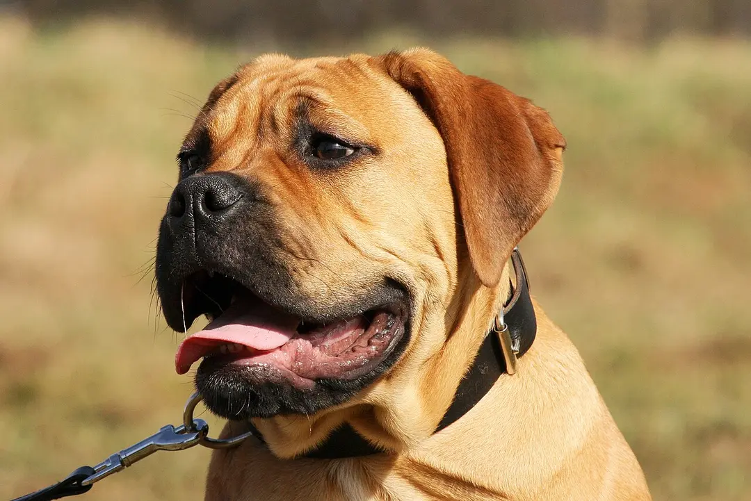 A Bullmastiff
