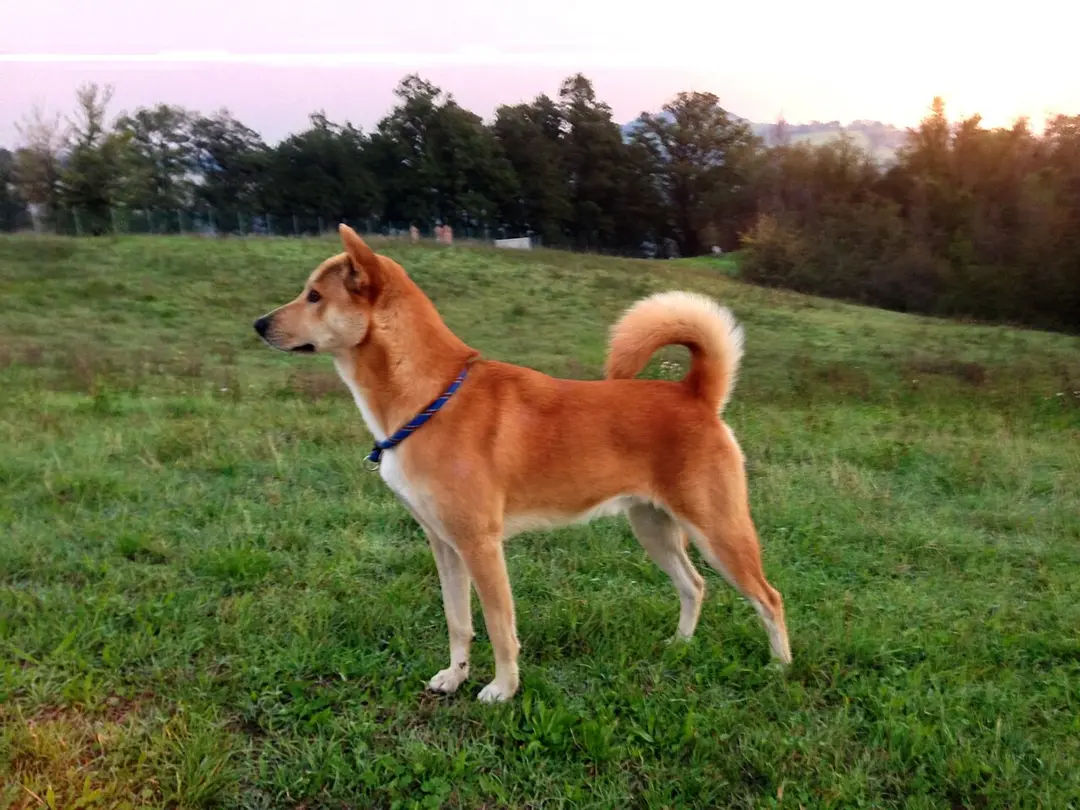 A Canaan Dog