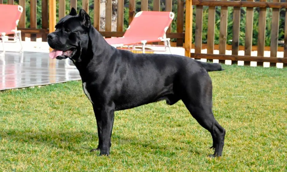 A Cane Corso