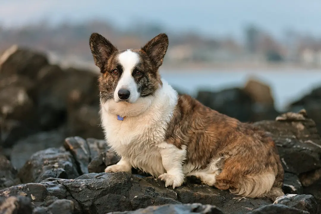 A Cardigan Welsh Corgi