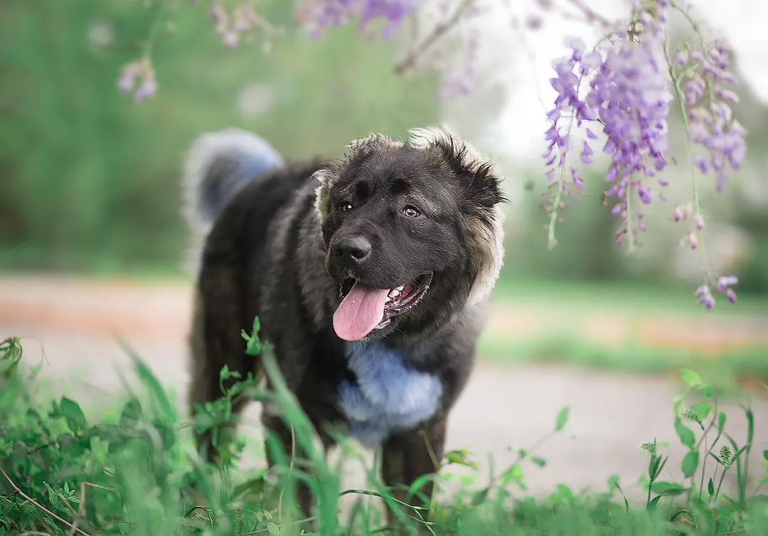 A Caucasian Shepherd Dog