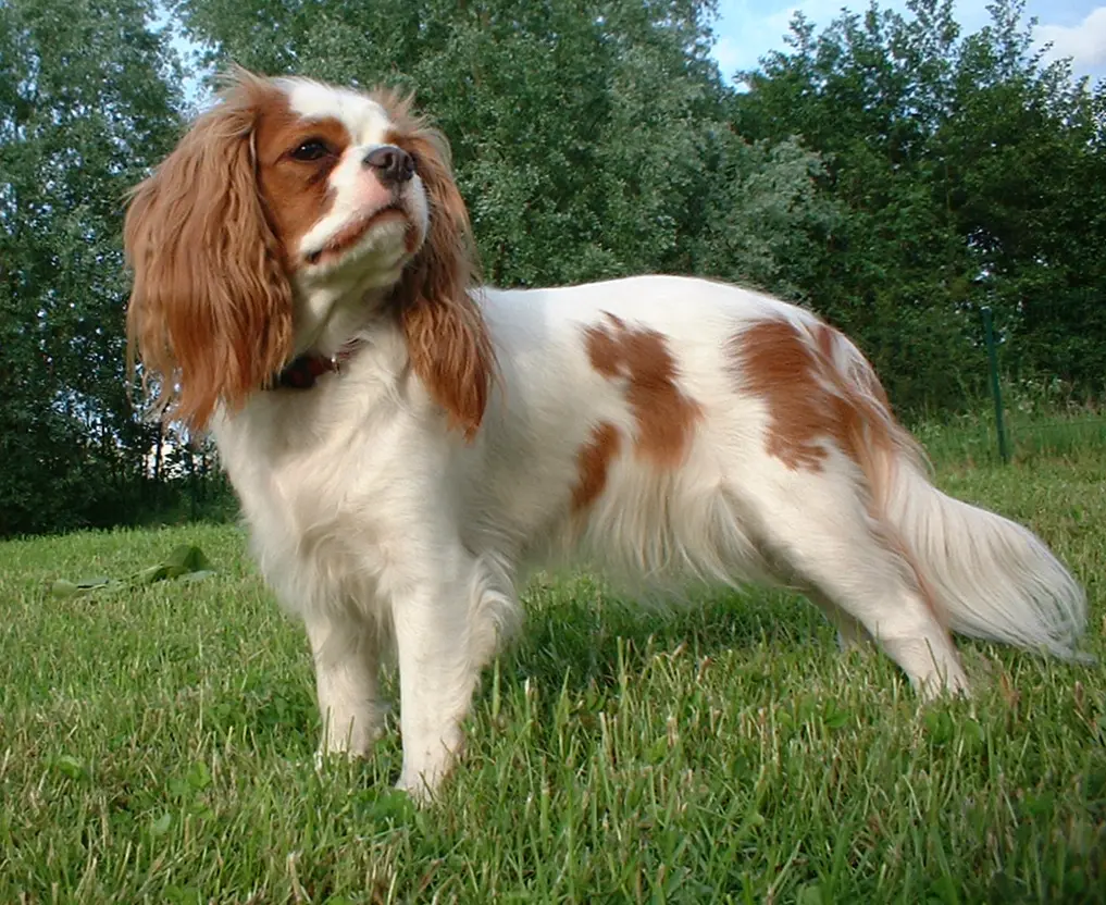 A Cavalier King Charles Spaniel